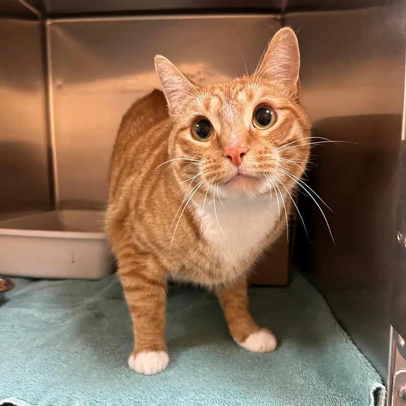 An adult large-sized male Tabby (Orange / Red) Domestic Short Hair cat named Butterfinger for adoption in Lindon, UT