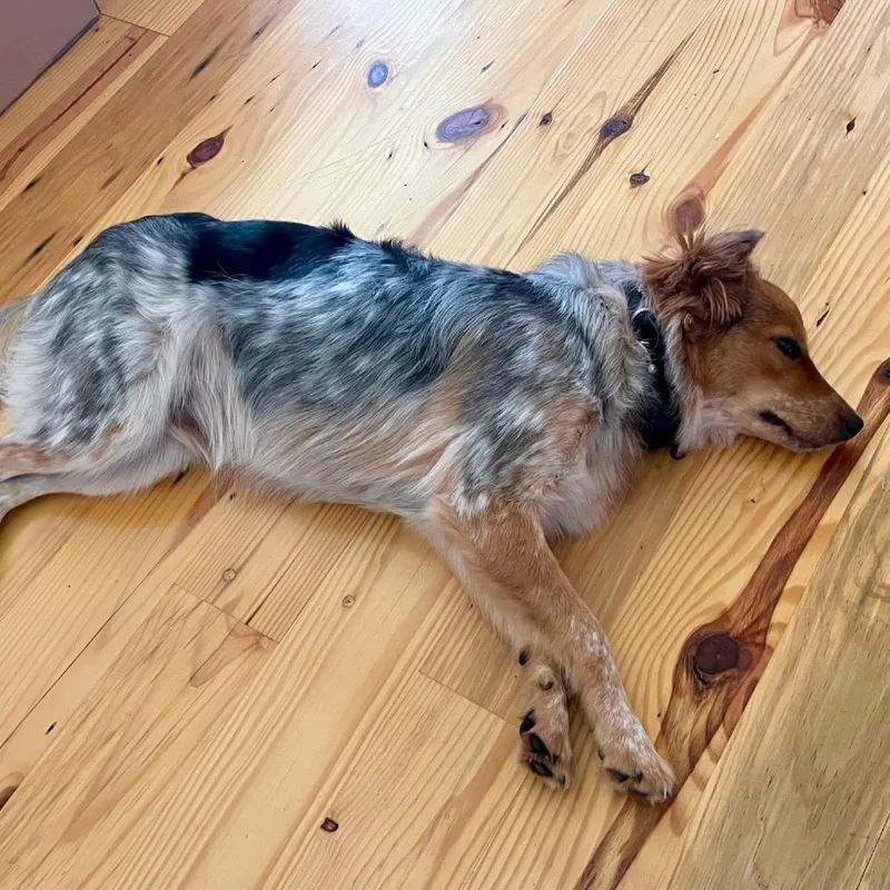 An adult small-sized male Gray / Blue / Silver Australian Shepherd dog named Reese for adoption in Baton Rouge, LA