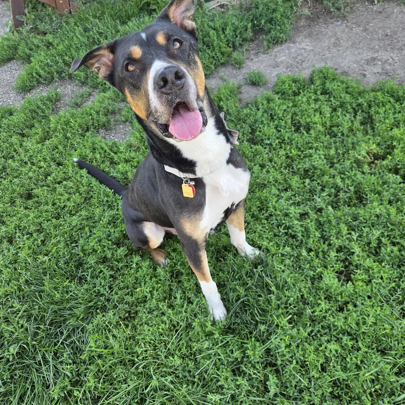 An adult large-sized male Tricolor (Brown, Black, & White) Mixed Breed dog named Cooler for adoption in Brookings, SD
