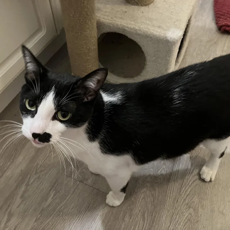 An adult small-sized male Black Domestic Short Hair cat named Mac for adoption in Las Vegas, NV