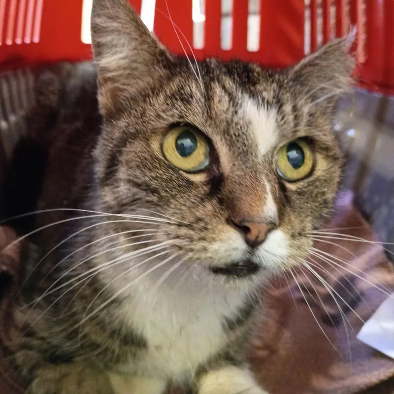 A senior small-sized female Brown / Chocolate Domestic Short Hair cat named Whitefoot for adoption in Lynchburg, VA