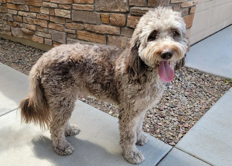 A young medium-sized male Golden Retriever dog named Jax for adoption in Glendale, AZ