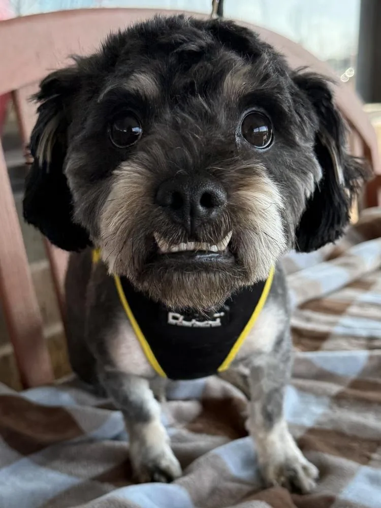An adult small-sized male Brown / Chocolate Poodle dog named Plinko for adoption in Mundelein, IL