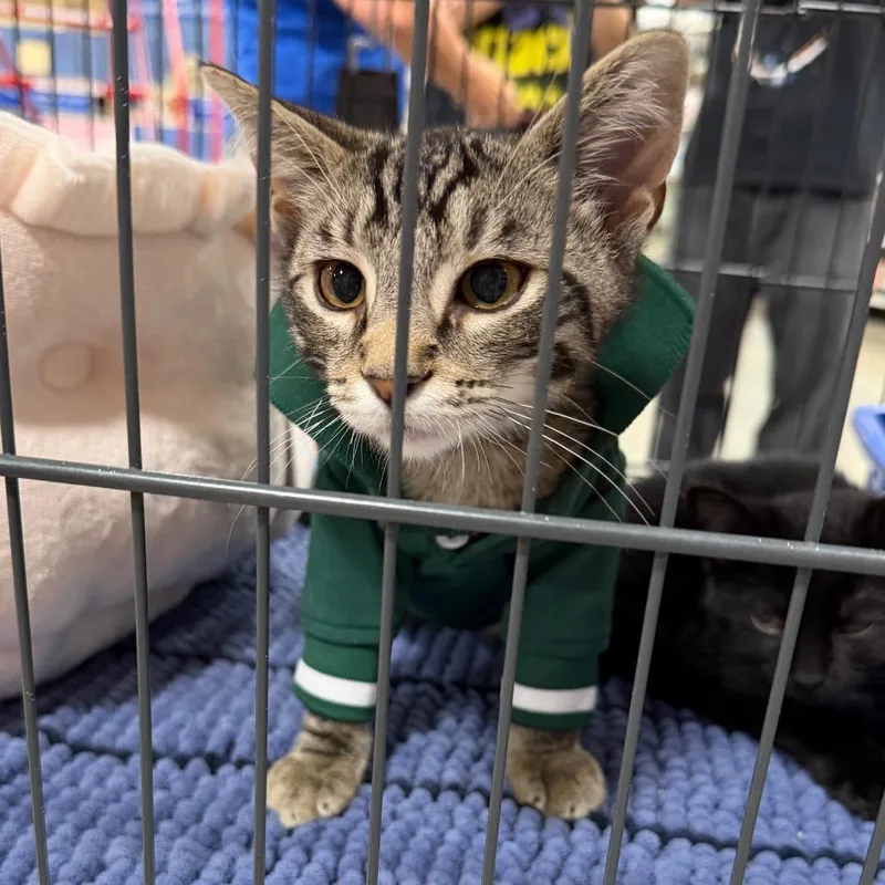 A baby small-sized male Brown / Chocolate Domestic Short Hair cat named Matteo for adoption in Georgetown, KY