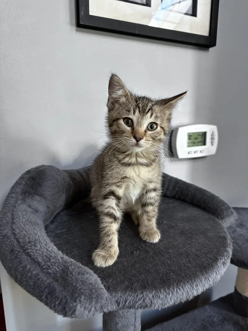 A baby small-sized female Tabby (Brown / Chocolate) Domestic Short Hair cat named Charlotte for adoption in Canal Winchester, OH