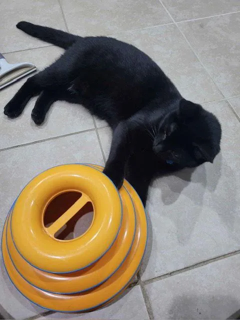 Skadibonded thumbnail 3