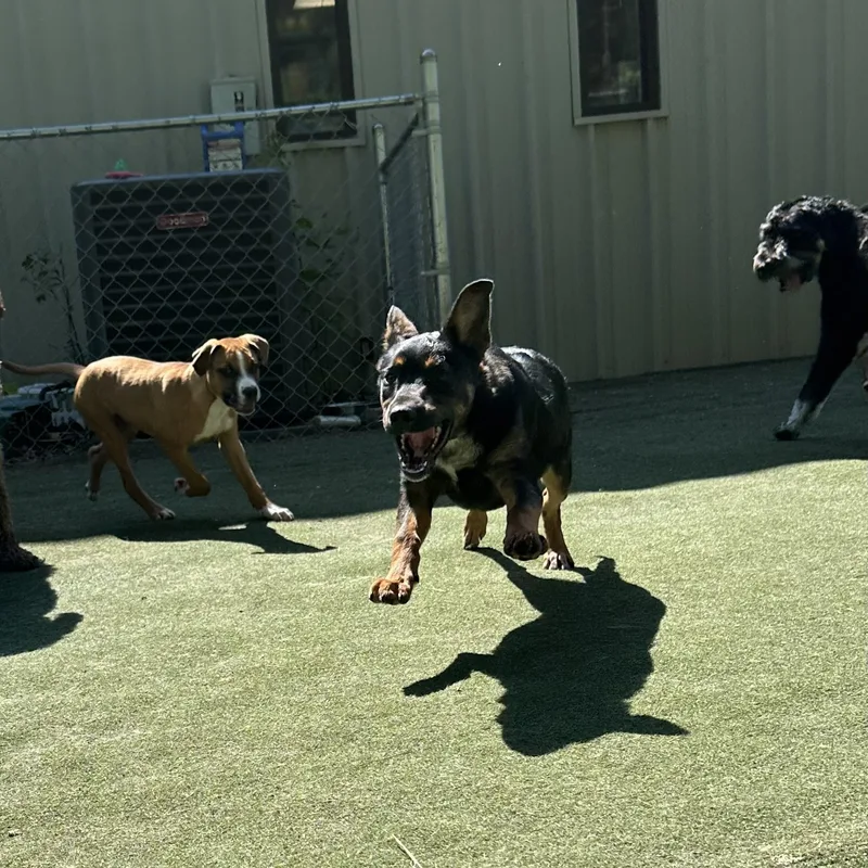 Sir Newton thumbnail 2