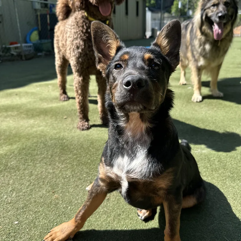 A baby medium-sized male Bicolor German Shepherd Dog dog named Sir Newton for adoption in Charlotte, NC