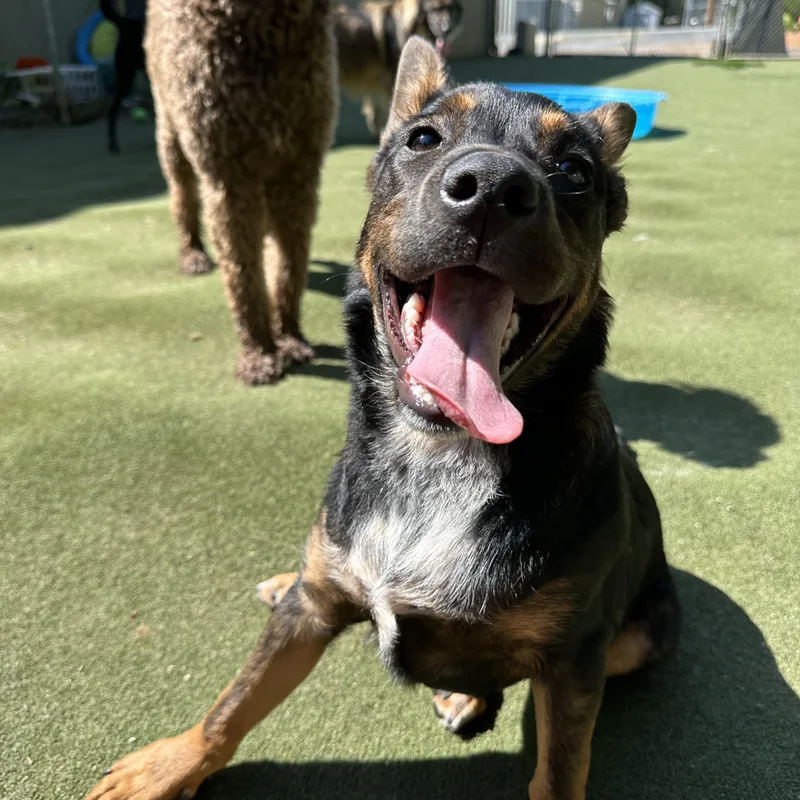 Sir Newton thumbnail 3