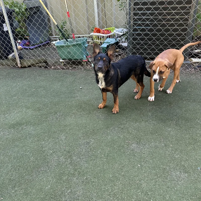 Sir Newton thumbnail 4