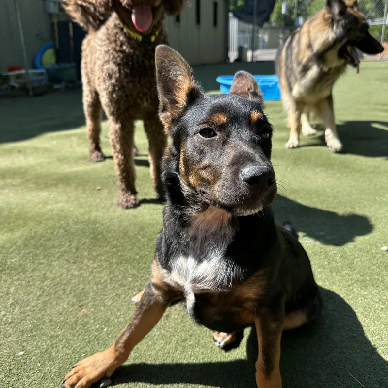 Sir Newton thumbnail 5