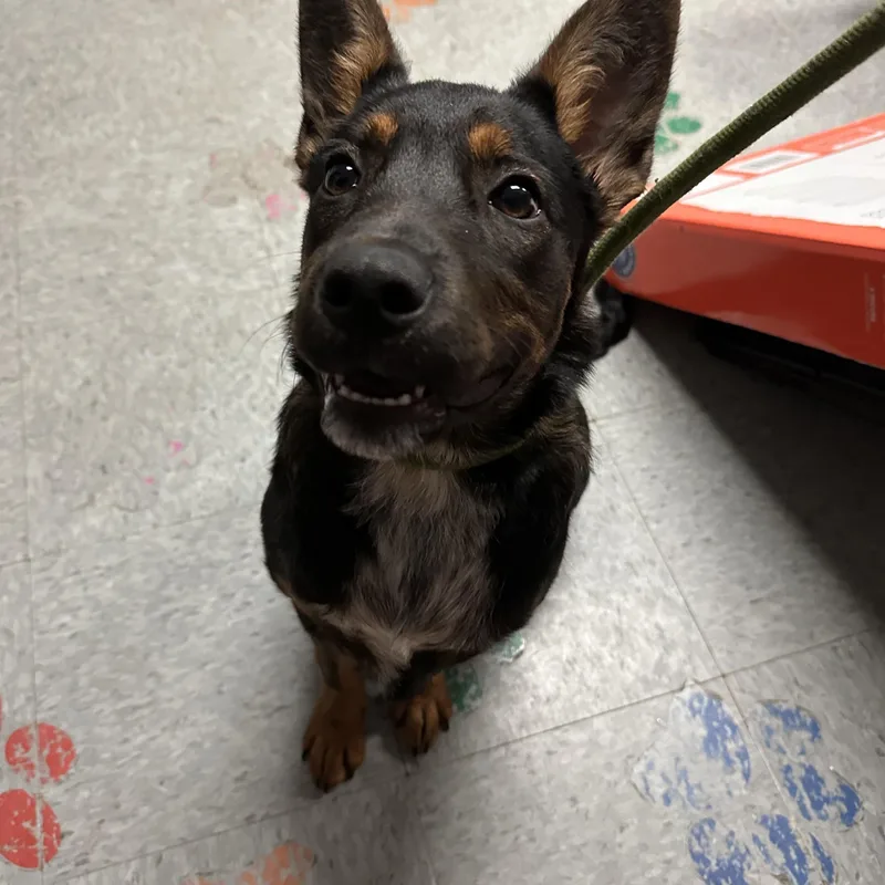 Sir Newton thumbnail 6