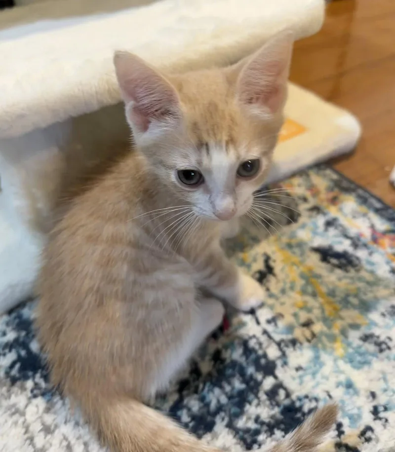 A baby medium-sized male Domestic Short Hair cat named Butterscotch Krimpets for adoption in Trenton, NJ