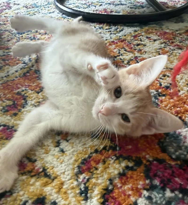 Butterscotch Krimpets thumbnail 2