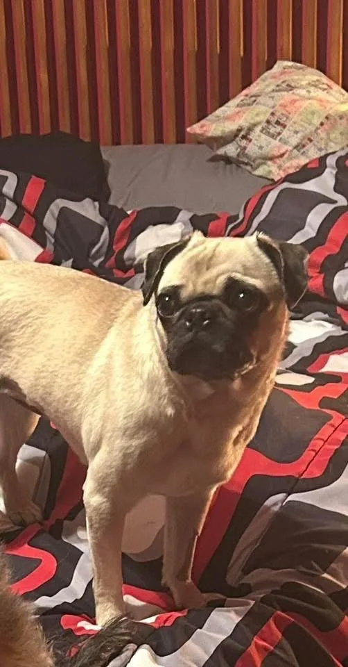 A young small-sized female Pug dog named Willow for adoption in Bristol, WI