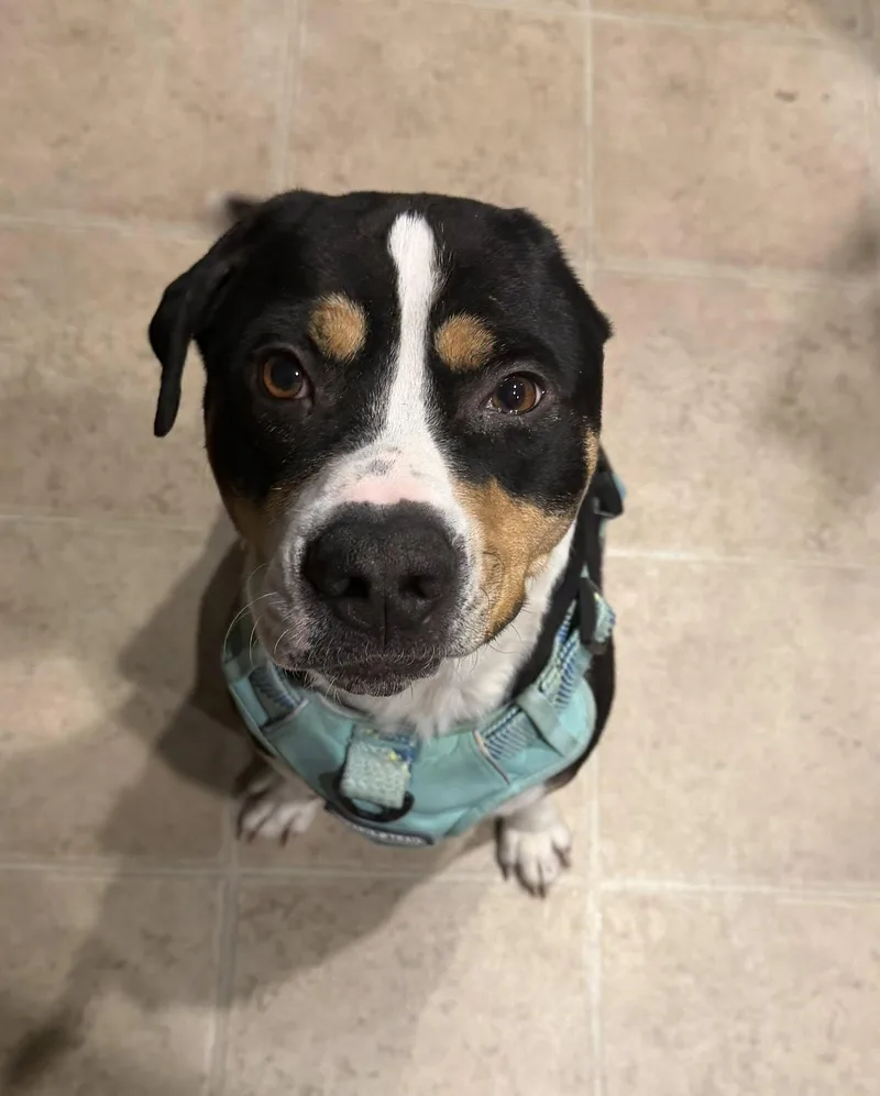 An adult medium-sized male Mixed Breed dog named Onyx for adoption in Voorhees, NJ