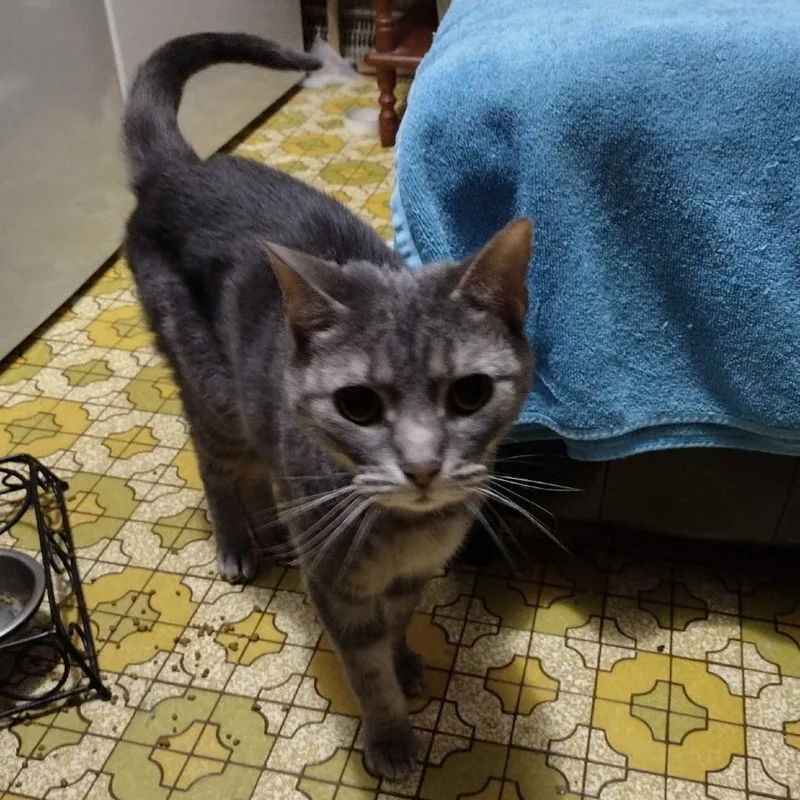 An adult small-sized male Gray / Blue / Silver Domestic Short Hair cat named Grover for adoption in Irwin, PA