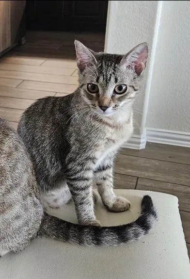 A baby medium-sized female Tabby (Brown / Chocolate) Domestic Short Hair cat named Tiny for adoption in Liverpool, TX