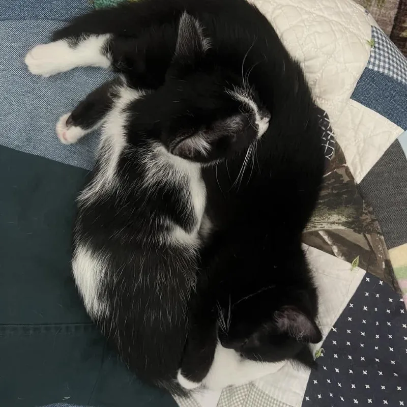 A baby small-sized female Black Domestic Short Hair cat named Dixie for adoption in Georgetown, KY