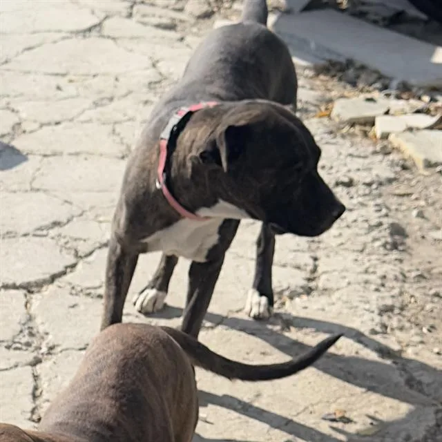 An adult medium-sized female American Staffordshire Terrier dog named Kahlua for adoption in San Antonio, TX