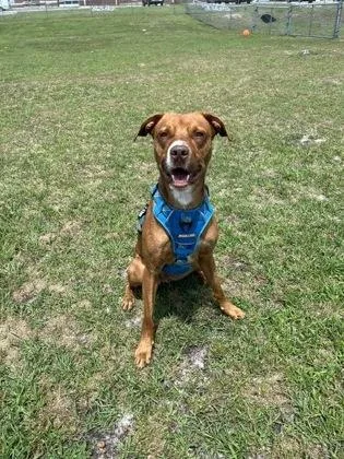 An adult large-sized male Mixed Breed dog named Provie for adoption in Manteo, NC