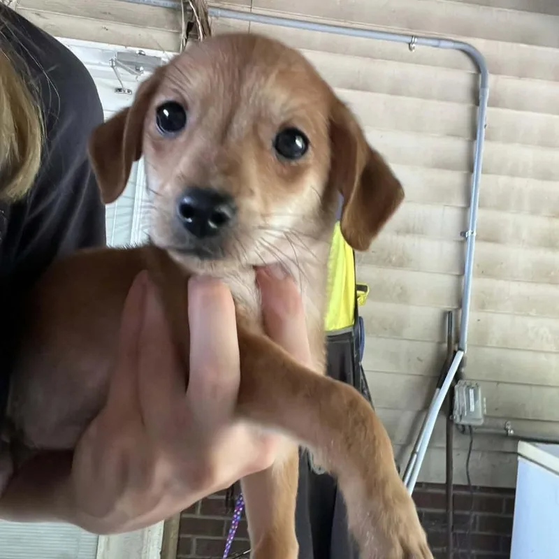 A baby small-sized male Red / Chestnut / Orange Chihuahua dog named Maurice for adoption in North Myrtle Beach, SC