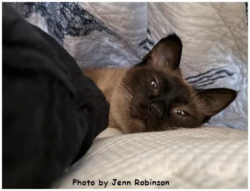 An adult medium-sized female Siamese cat named Sweet Pea for adoption in Oak Ridge, TN