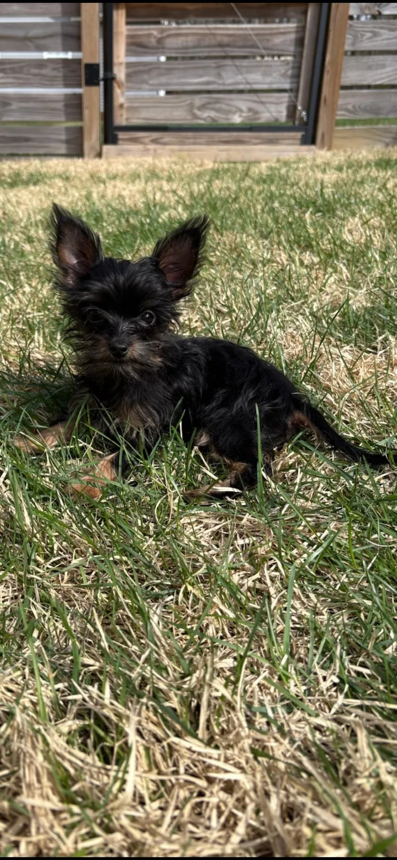 A young small-sized female Yorkshire Terrier dog named Rita for adoption in Nashville, TN