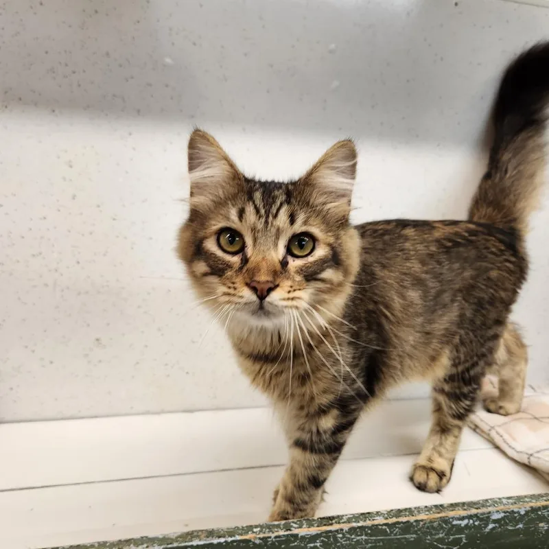 A young medium-sized male Domestic Long Hair cat named Sir Marmalade for adoption in Delaware, OH