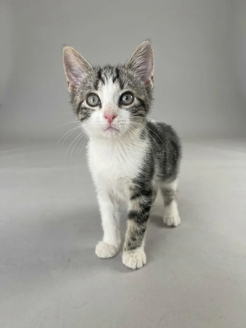 A young medium-sized male Domestic Short Hair cat named Radley for adoption in Nashville, TN