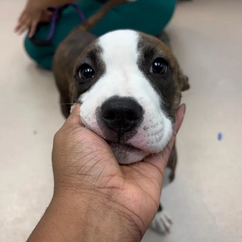 A baby small-sized female Brown / Chocolate Mixed Breed dog named Penny for adoption in Newark, NJ