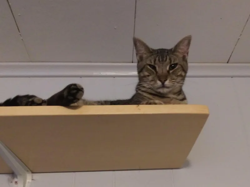 A young large-sized male Domestic Short Hair cat named Chili for adoption in Port Wentworth, GA