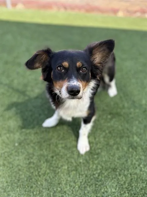 An adult medium-sized male Cardigan Welsh Corgi dog named Bill for adoption in Castaic, CA