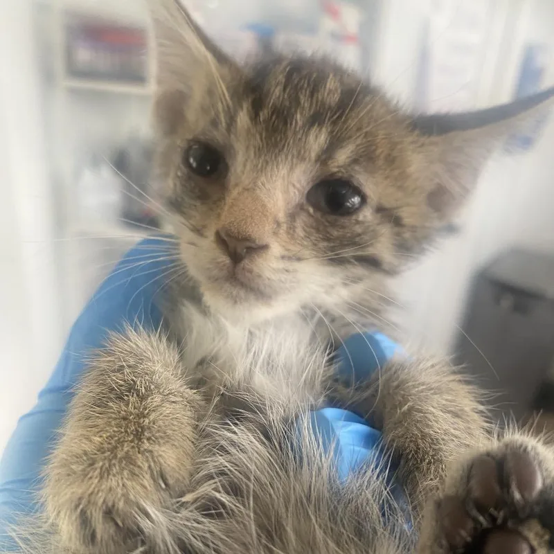 A baby small-sized male Brown / Chocolate Domestic Short Hair cat named Chili for adoption in Chapel Hill, NC