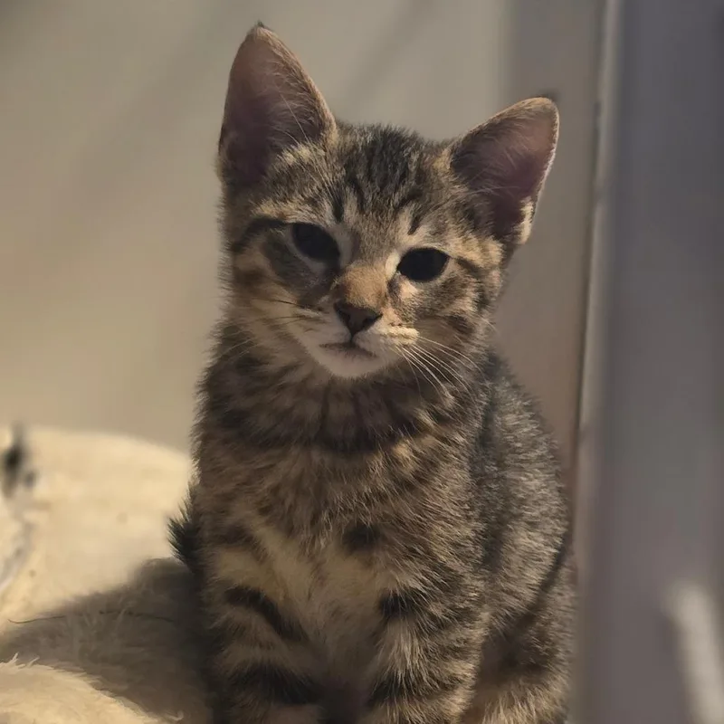 A baby small-sized female Brown / Chocolate Domestic Short Hair cat named Nutter Butter for adoption in Talent, OR