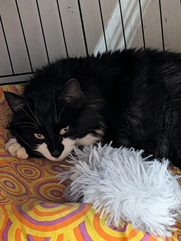 A young small-sized female Domestic Long Hair cat named Pascha for adoption in Brainardsville, NY
