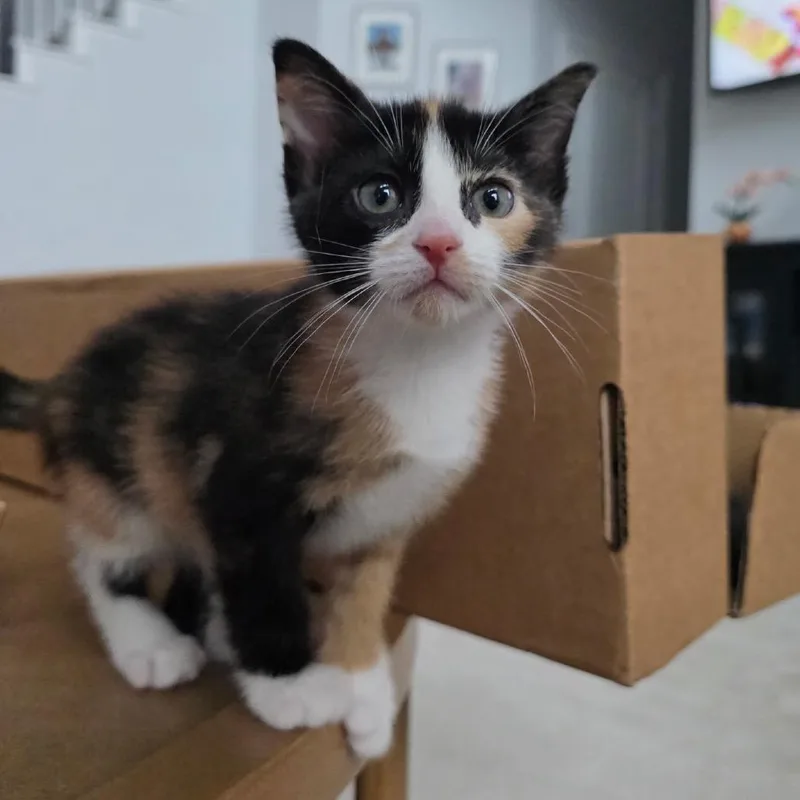 A baby small-sized female Calico Domestic Short Hair cat named Buttercup for adoption in Denison, TX