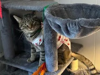 T.c. Aka Top Catsn thumbnail 2