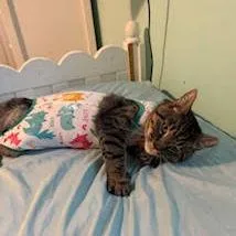 T.c. Aka Top Catsn thumbnail 3