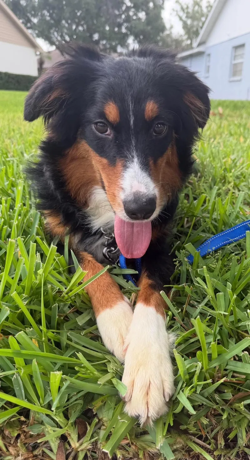 Jett