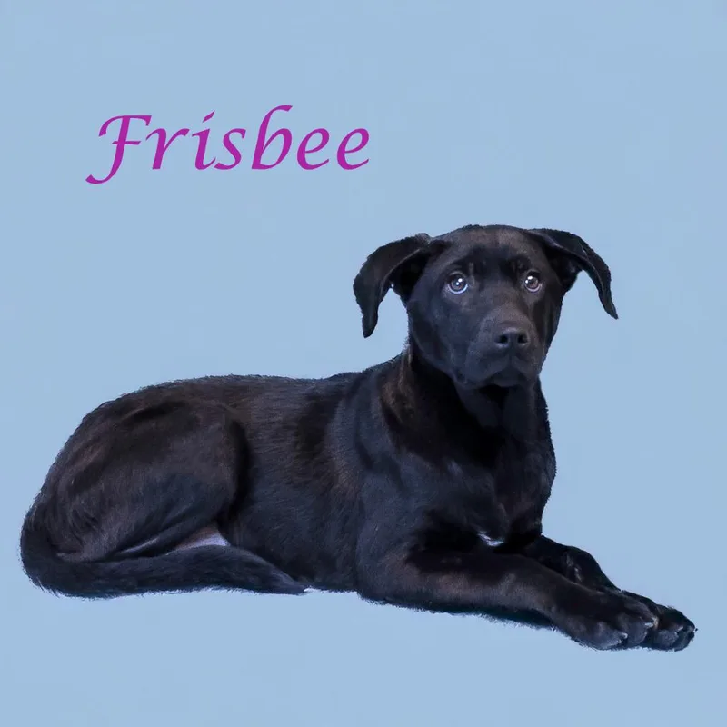 A young large-sized female Black Labrador Retriever dog named Frisbee D for adoption in Lebanon, TN