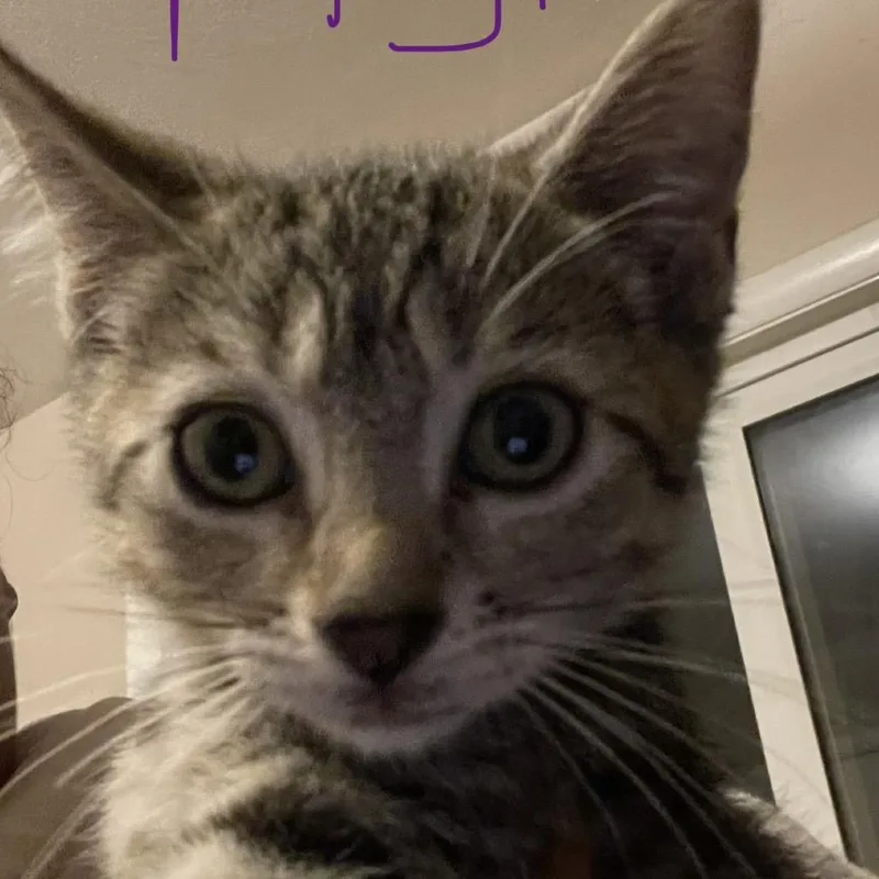 A baby small-sized male Brown / Chocolate Domestic Short Hair cat named Piglet for adoption in Bel Air, MD