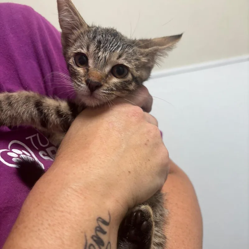 A baby small-sized female Domestic Short Hair cat named Alli for adoption in Tulsa, OK