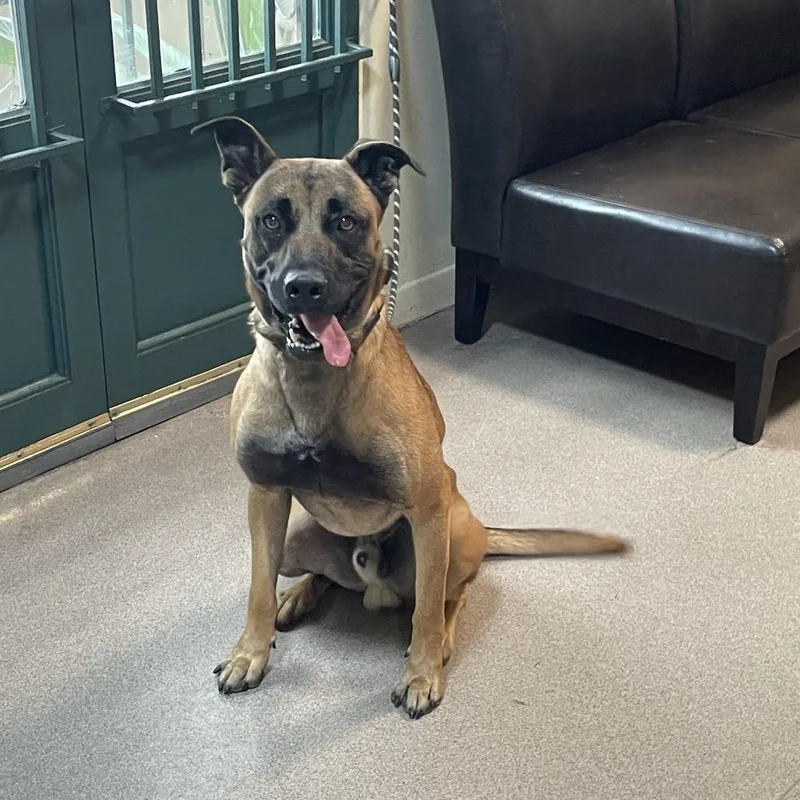 An adult large-sized male Yellow / Tan / Blond / Fawn Belgian Shepherd / Malinois dog named Argyle for adoption in Pasadena, CA