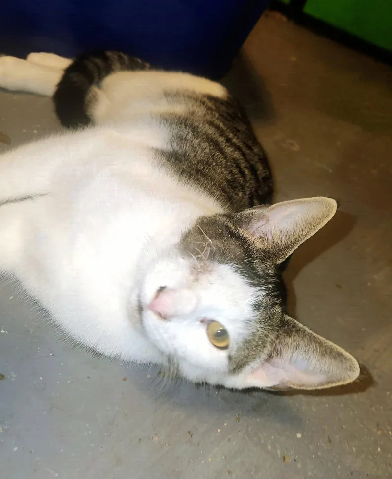A baby medium-sized male Domestic Short Hair cat named Ash for adoption in Forest, VA