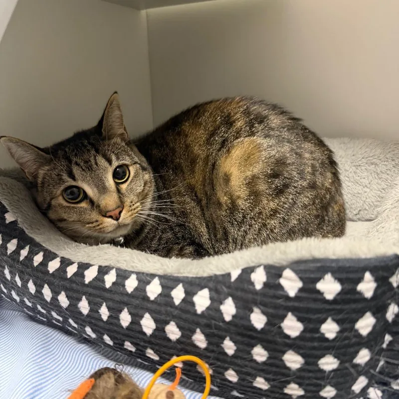 An adult small-sized female Domestic Short Hair cat named Peggy for adoption in Waynesville, NC