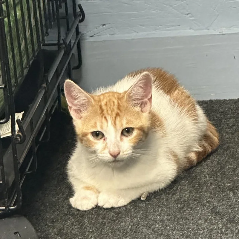 A baby small-sized female Orange / Red Domestic Short Hair cat named Miley for adoption in Opelika, AL