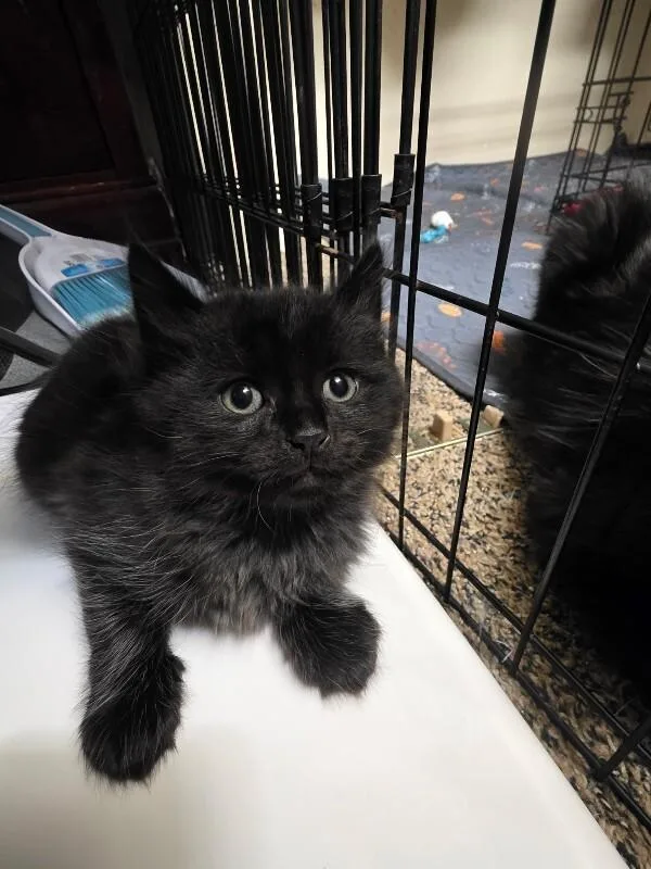 A baby medium-sized male Gray / Blue / Silver Domestic Short Hair cat named Wilder for adoption in Kennewick, WA