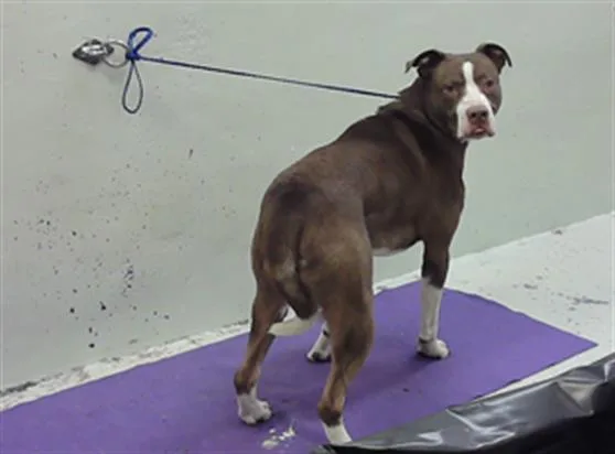 A young large-sized male Staffordshire Bull Terrier dog named A for adoption in Houston, TX
