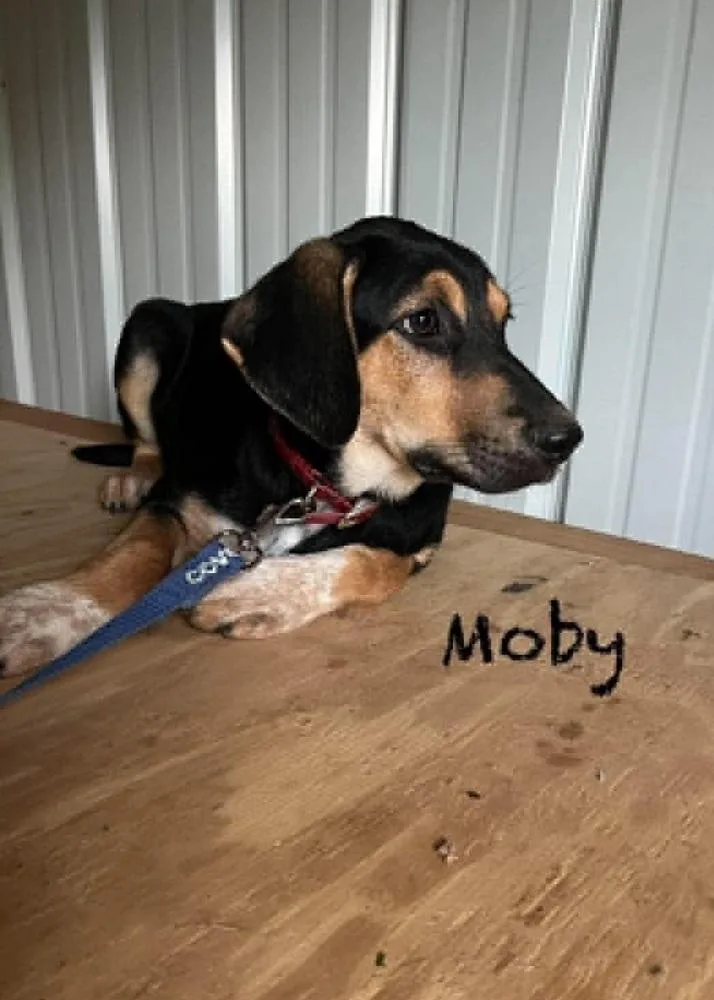 A baby large-sized male German Shepherd Dog dog named Moby Ralph for adoption in Aurora, IN